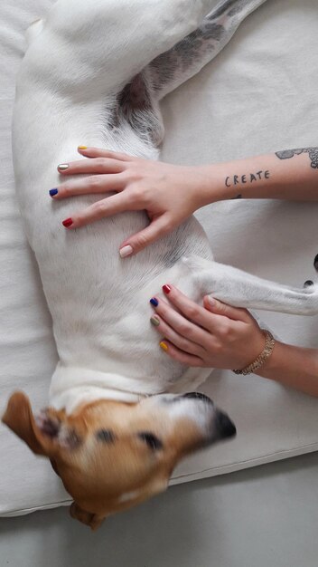 Foto mano tagliata di donna sul cane a letto