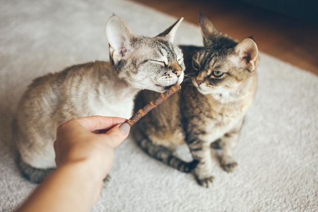 Отрезанная рука женщины, кормящей кошек едой