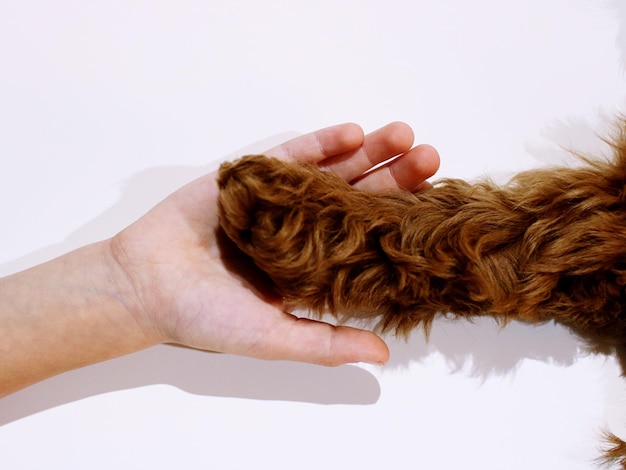 Cropped hand of woman holding dog leg over white background