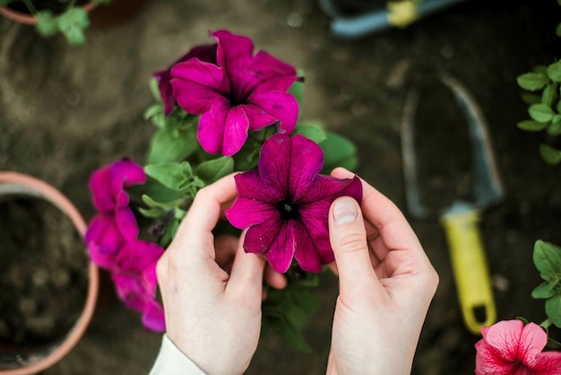 Photo cropped hand of woman holding flower