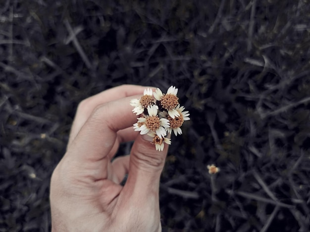 Foto mano tagliata di una donna che tiene un fiore