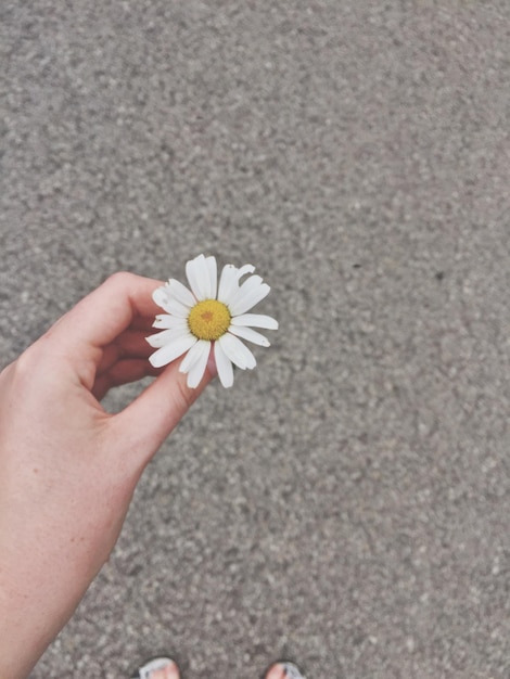 Foto mano tagliata di una donna che tiene un fiore