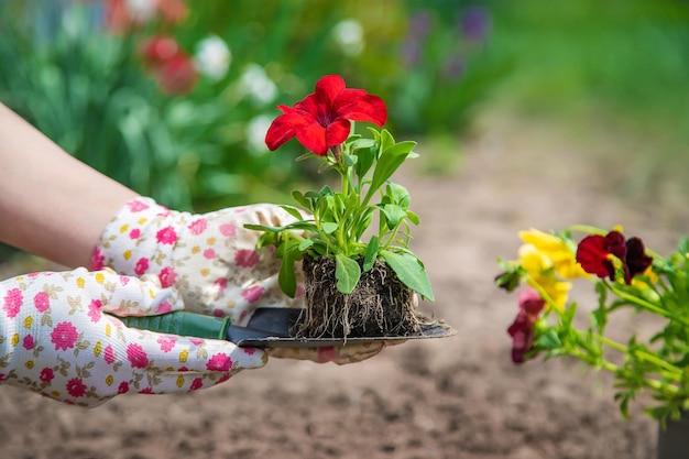 Cropped hand of woman holding flower