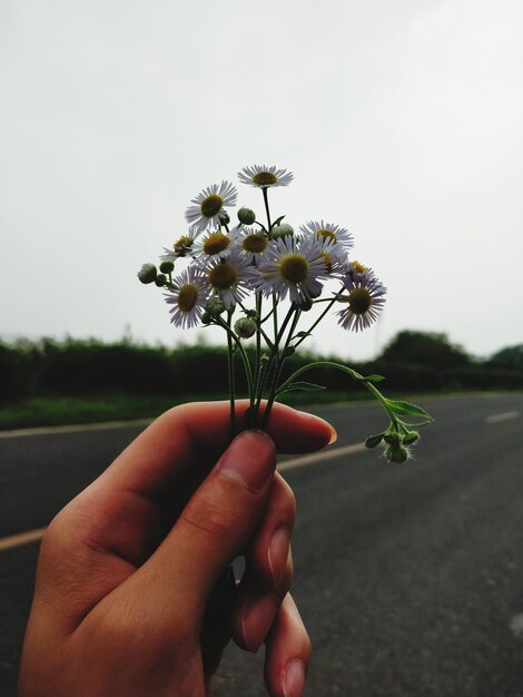 Foto mano tagliata di donna che tiene fiori contro il cielo