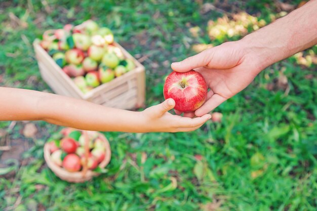 Photo cropped hand of woman holding fruit