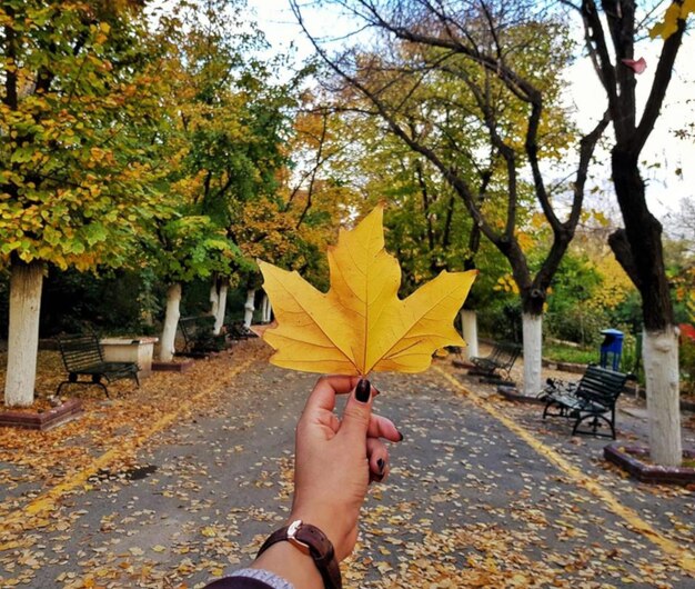 Cropped hand of woman holding maple leaf against trees