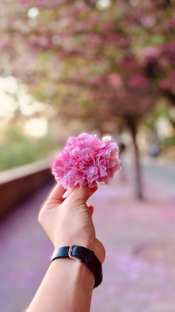 Cropped hand of woman holding pink flower