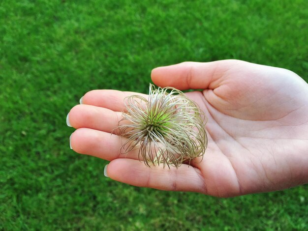 Photo cropped hand of woman holding plant over grassy field