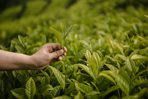 cropped hand of woman holding plant