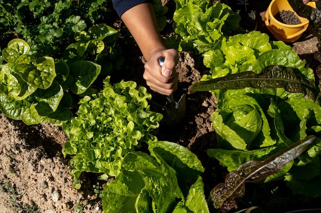 Foto mano tagliata di una donna che tiene una pianta