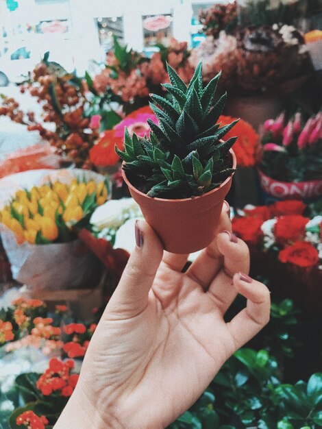 Cropped hand of woman holding small potted cactus plant