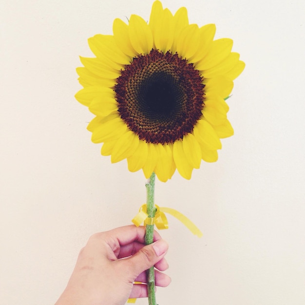 Photo cropped hand of woman holding sunflower against white background