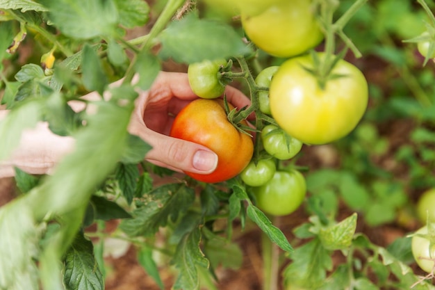 cropped hand of woman holding tomato