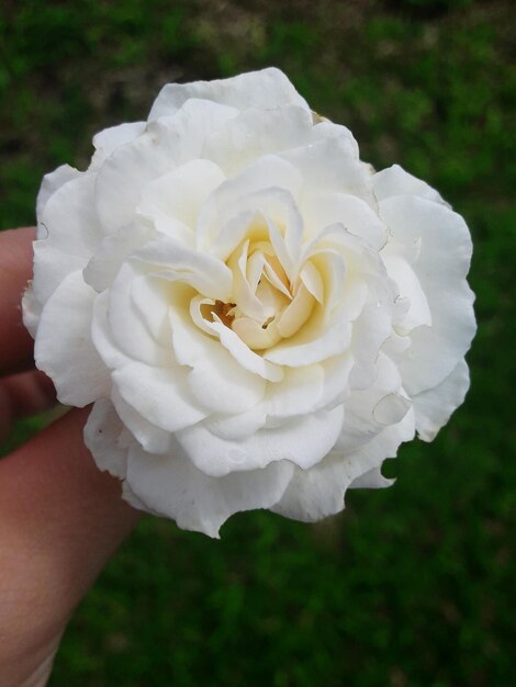 Mano tagliata di una donna che tiene un fiore bianco