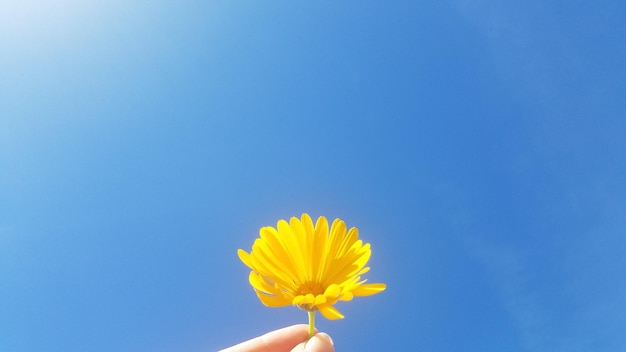 Cropped hand of woman holding yellow flower against clear blue sky