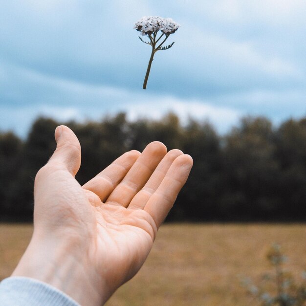 Cropped hand of woman reaching flowers against sky
