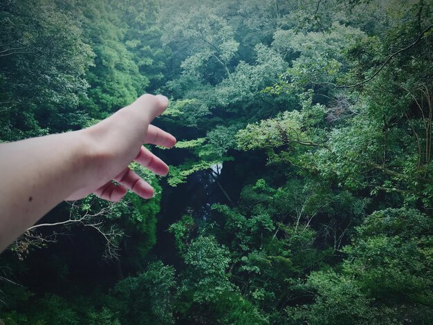 Foto la mano tagliata di una donna che raggiunge gli alberi nella foresta