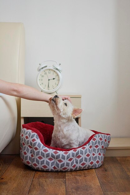 Photo cropped hand of woman stroking dog at home