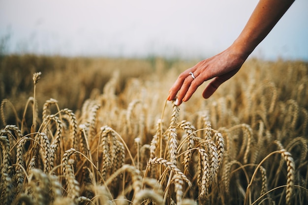 cropped hand of woman touching cereal plants growing on field