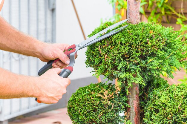 写真 手で切る植物を切る