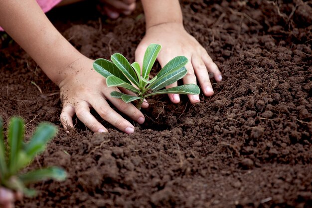 Cropped hands of girl planting in garden