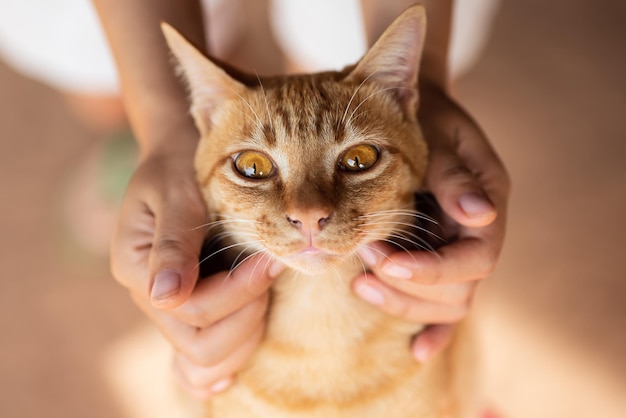 cropped hands holding ginger cat