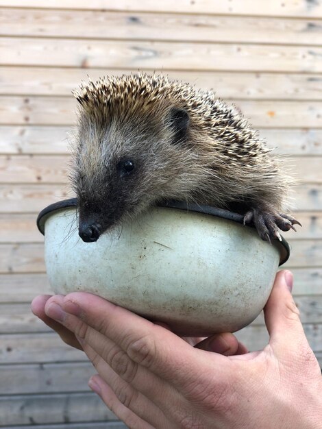 Photo cropped hands holding hedgehog in bowl