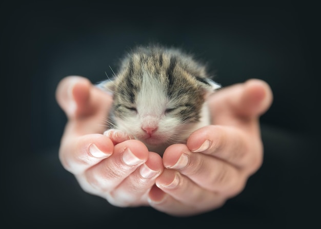 黒い背景で子猫を抱いている手を切り取った