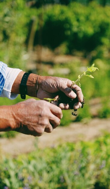 Foto mani tagliate che tengono la pianta contro gli alberi