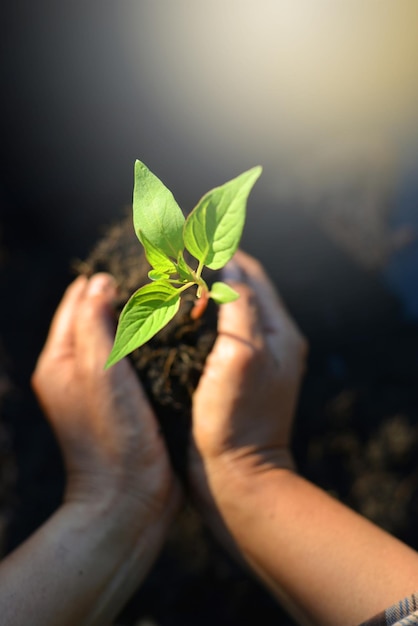 Photo cropped hands holding plant