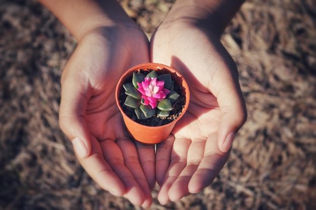 Photo cropped hands holding potted plant