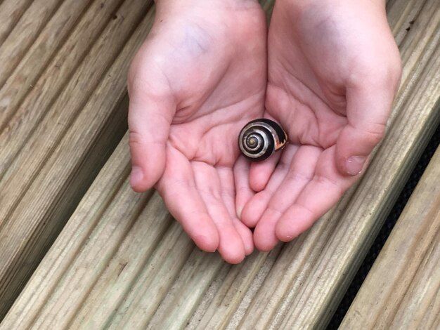 cropped hands holding snail shell on floorboard
