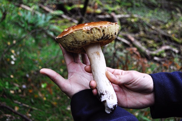 Photo cropped hands of man holding mushroom outdoors