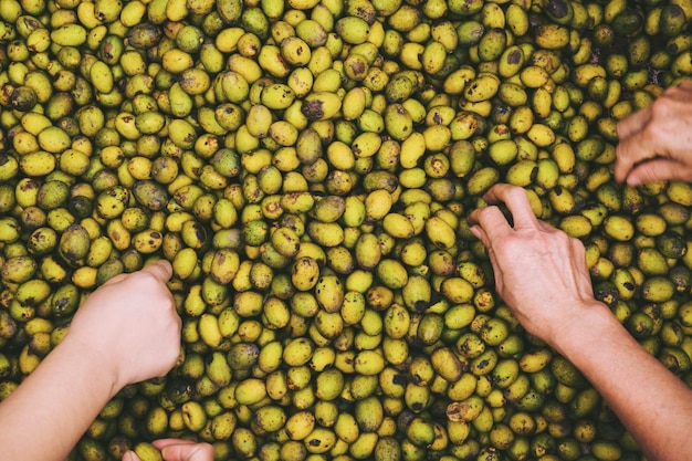 Фото Отрезанные руки покупателей, собирающих фрукты на рынке.