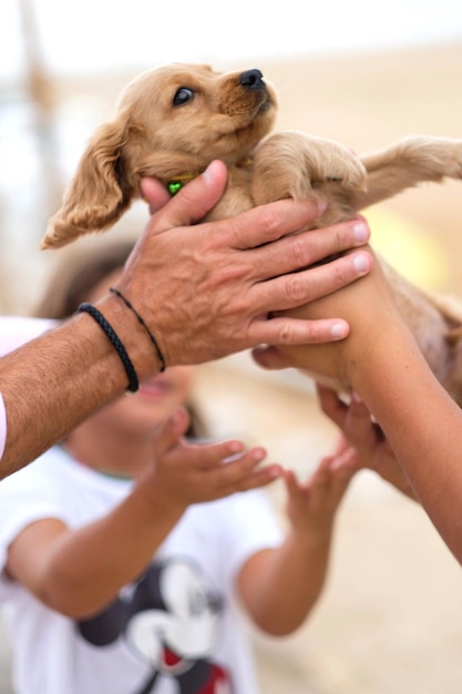 写真 公園で子犬と遊んでいる友達の切断された手