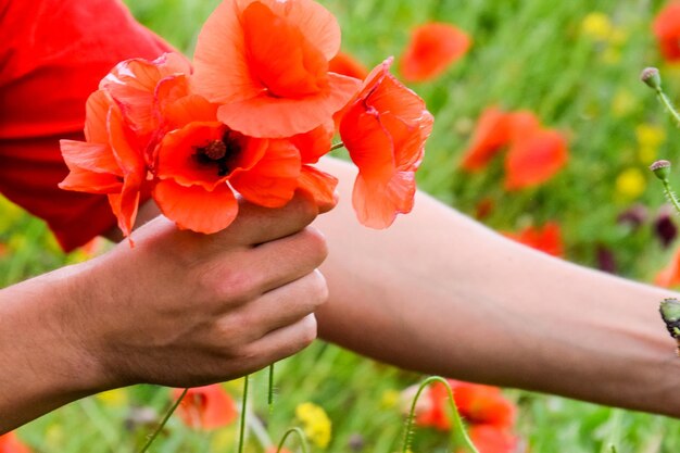 写真 畑で ⁇ いている赤いオオカミの花を摘み取っている男の手を切った