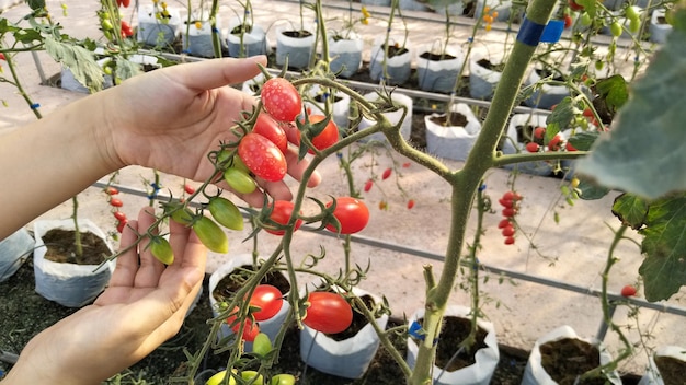 Фото Отрезанные руки женщины, касающейся растения помидоров на открытом воздухе