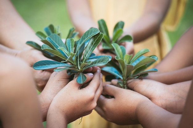 Photo cropped hands of people planting in garden