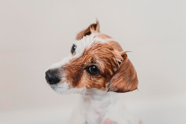 犬を浴びている人の手を切った