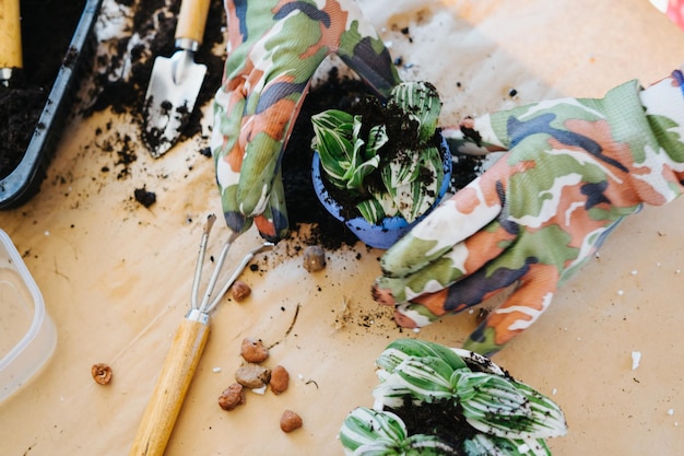 Photo cropped hands of person with potted plant