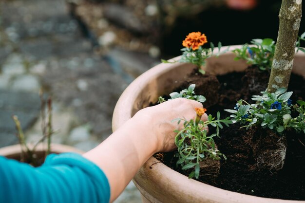 Photo cropped hands planting plants in pot