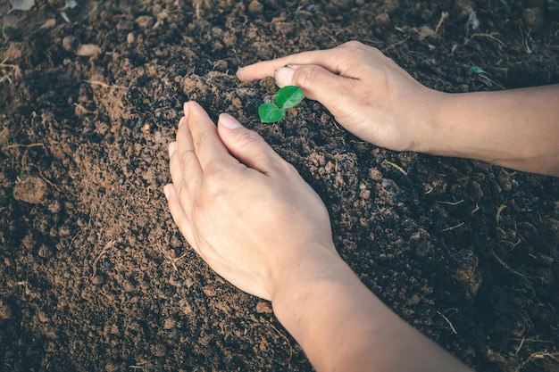 Photo cropped hands planting seedling on field