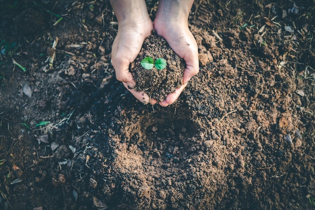 Photo cropped hands planting seedling on field