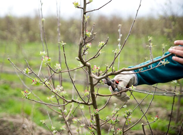 Photo cropped hands pruning plant on field