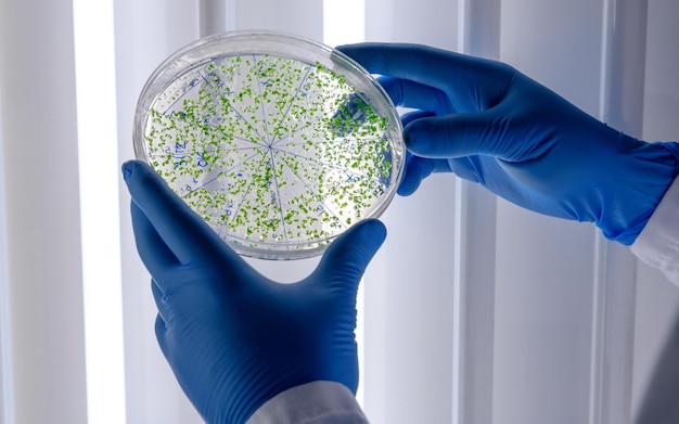 Photo cropped hands of scientist holding petri dish in laboratory