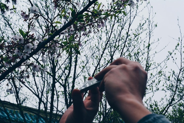 Photo cropped hands taking photographing white flowers