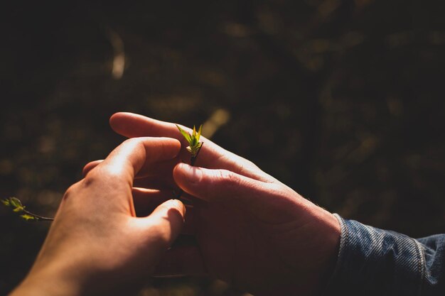 Photo cropped hands touching twig