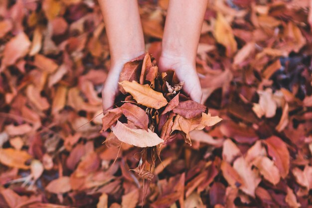 Foto mani tagliate di una donna che tiene le foglie d'autunno