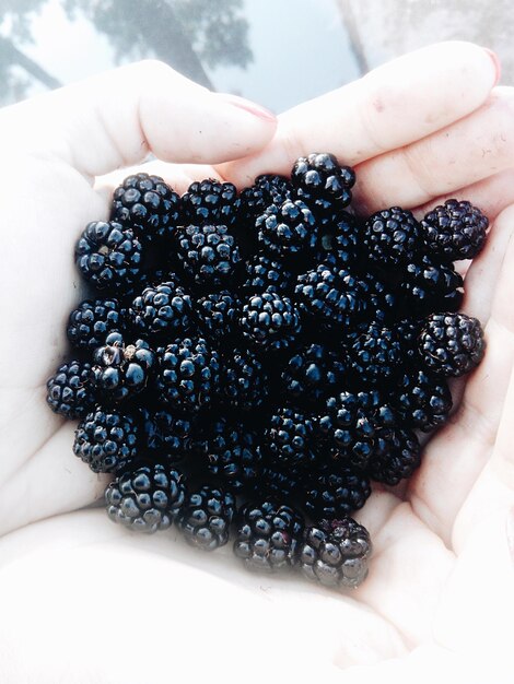 Photo cropped hands of woman holding blackberries