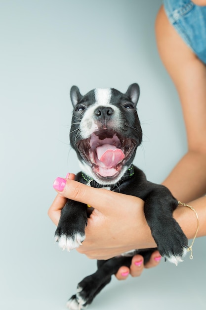 cropped hands of woman holding dog